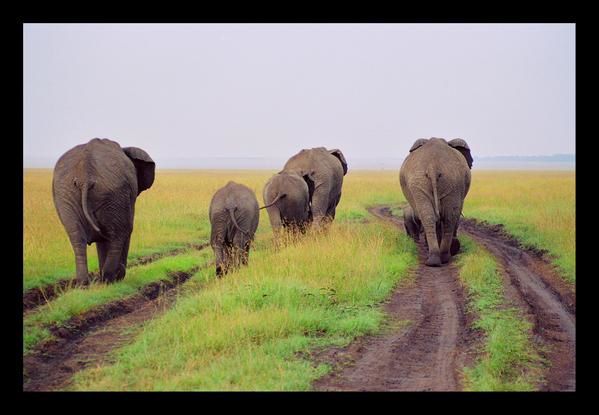 Agissez maintenant pour interdire le commerce de l'ivoire et sauver les éléphants