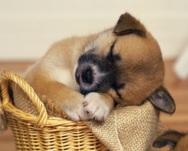 very_sweet_dog.jpg
